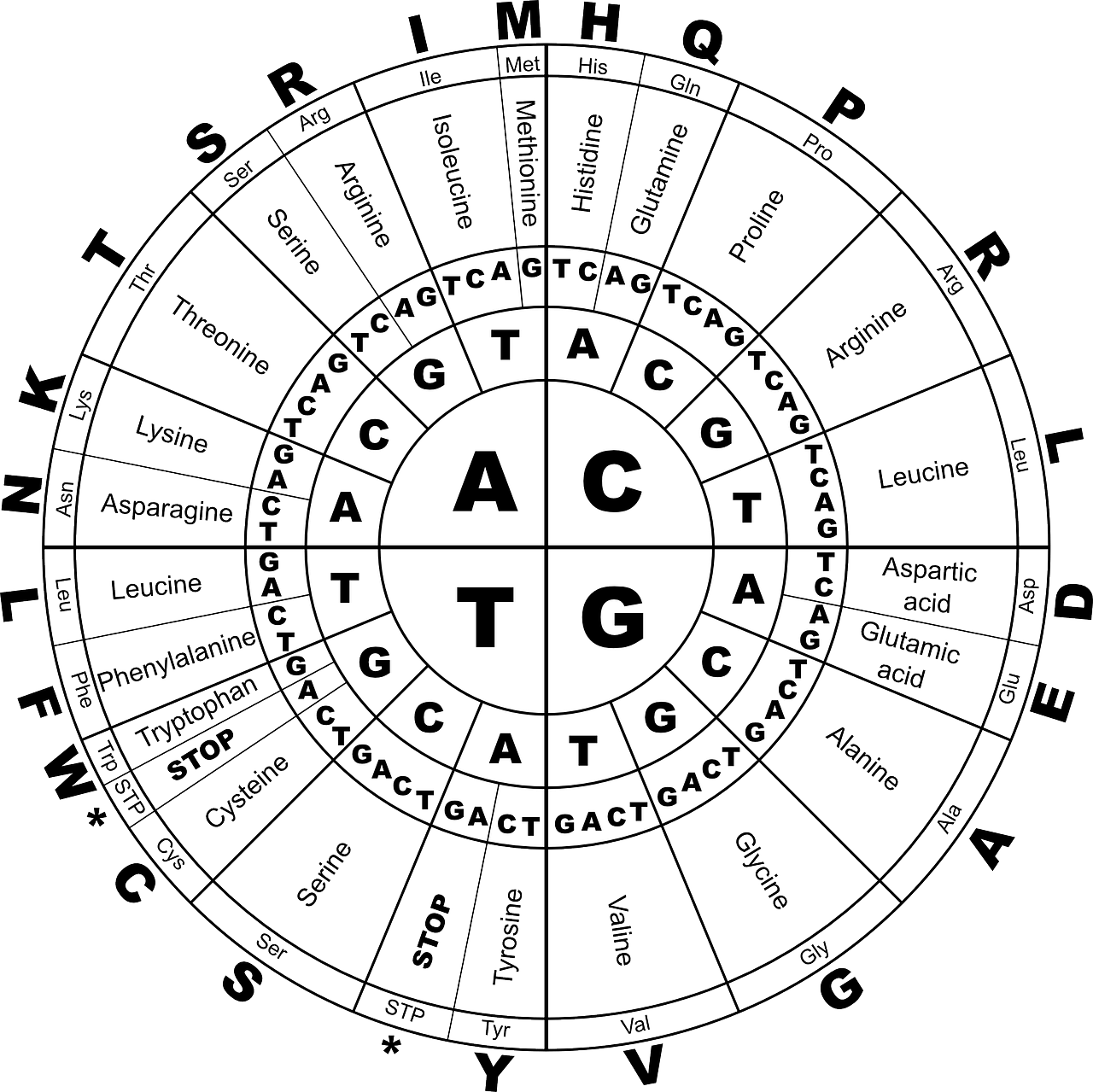 Genetika